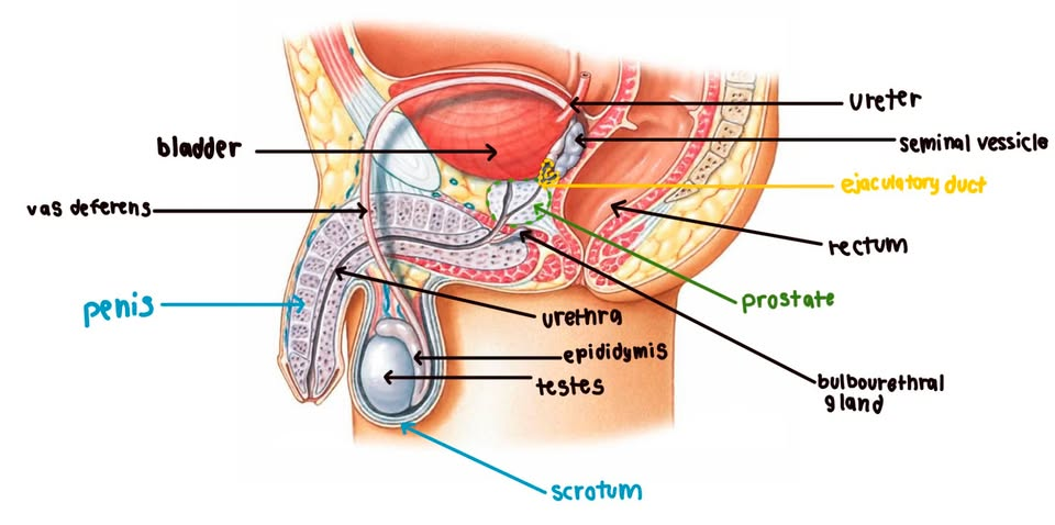 <ul><li><p>gland under bladder</p></li><li><p>connects to urethra </p></li><li><p>USE → secrete enzyme &amp; alkaline fluid neutralize acidic urethra &amp; vagina enviro so sperm live </p></li><li><p>GROW → reg w testosterone </p></li></ul><p></p>