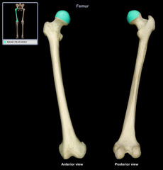 <p>Rounded & smooth for articulation with hip bone, Depression near center</p>