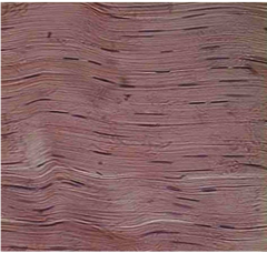 <p>Identify the type of connective tissue</p>