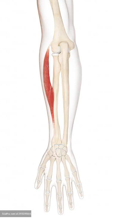 <p>What is the muscle highlighted in red</p>
