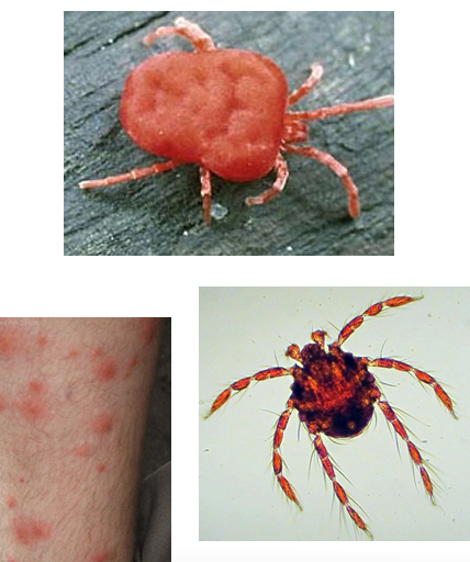 <p>Salivary component used to dissolve/ liquefy host tissue for food</p>