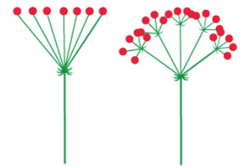 <p>flower pedicles are all attached at the same point on the peduncle or rachis</p>