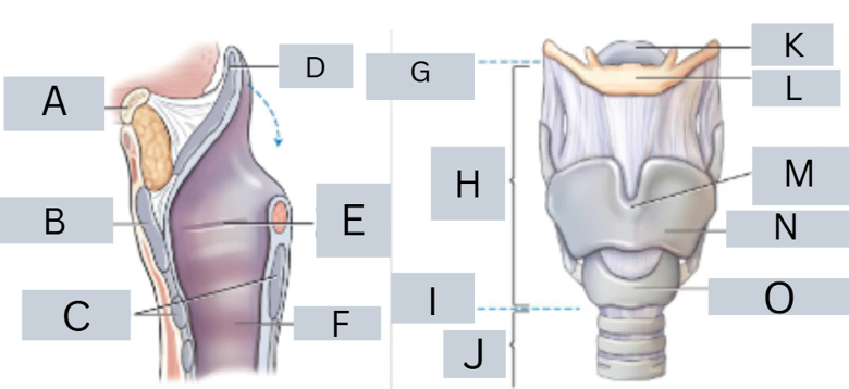 <p>label anatomy</p>