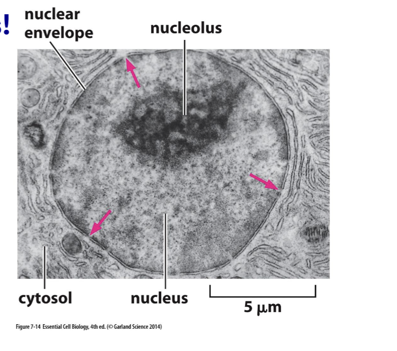 <p>mRNA needs to leave nucleus + include only the coding sequence of the protein → mRNA needs to be modified for translation to start </p>