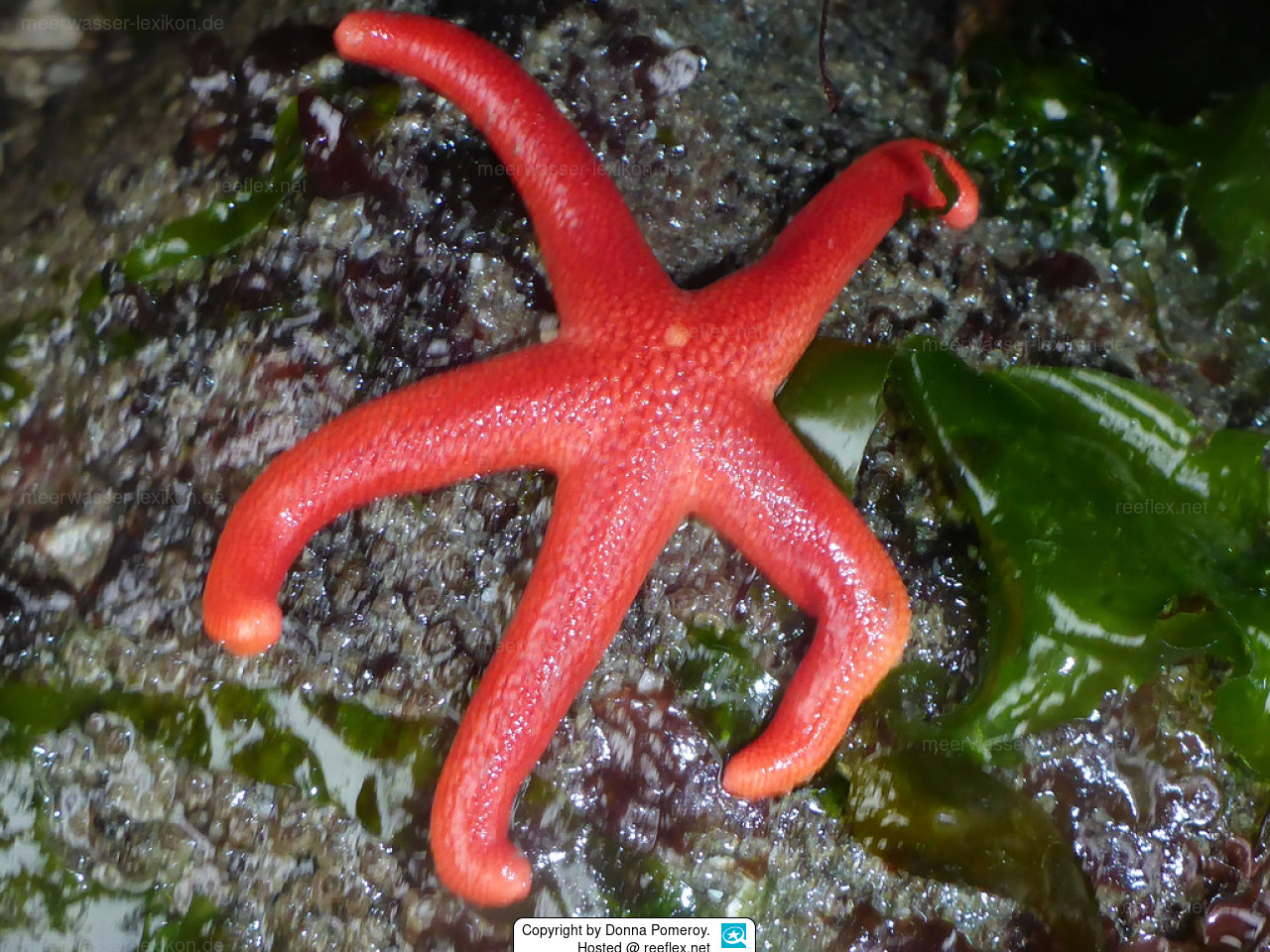 <p>Blood Stars</p>