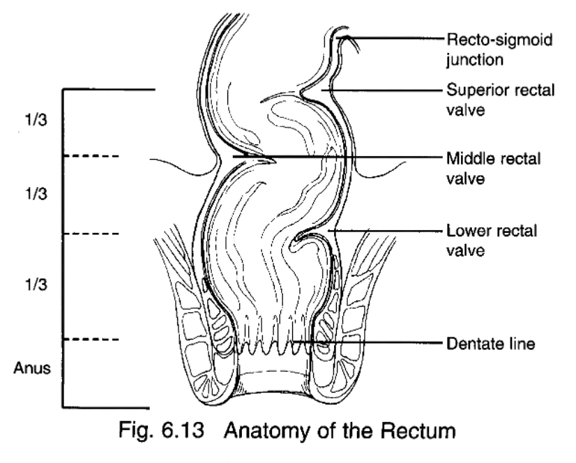 <p><span>Transition from the columnar epithelium of the colon and rectum to the squamous epithelium of the anal canal</span></p>