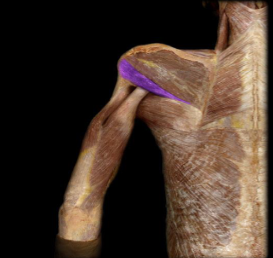 <p>shoulder external/lateral rotation</p>
