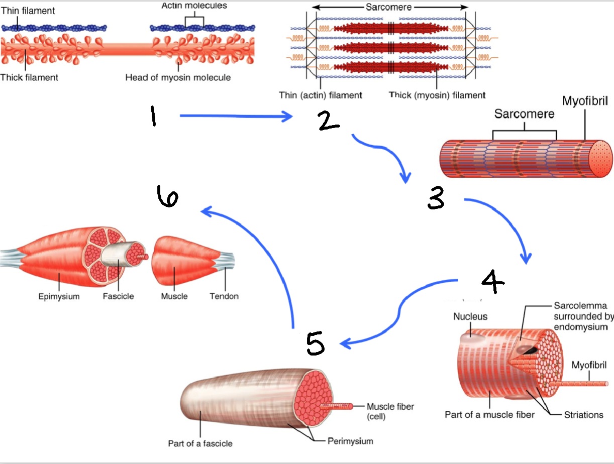 <p>What is structure #4?</p>