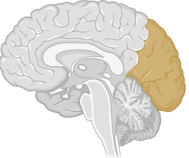 <p>Function of occipital lobe</p>