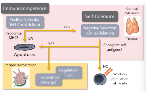 <ul><li><p><span style="background-color: transparent; font-family: "Times New Roman", serif;">Begin with process called positive selection/MHC restriction</span></p></li><li><p><span style="background-color: transparent; font-family: "Times New Roman", serif;">Development only continues if T cell that has receptors that can interact with MHC molecules on thymic cells</span></p></li><li><p><span style="background-color: transparent; font-family: "Times New Roman", serif;">If it cannot bind to MHC it is useless because cannot communicate to other immune cells</span></p><ul><li><p><span style="background-color: transparent; font-family: "Times New Roman", serif;">“Dead weight” that the immune system call ill afford</span></p></li><li><p><span style="background-color: transparent; font-family: "Times New Roman", serif;">Will receive signal to undergo apoptosis</span></p></li></ul></li><li><p><span style="background-color: transparent; font-family: "Times New Roman", serif;">Those that continue will undergo negative selection/clonal deletion</span></p><ul><li><p><span style="background-color: transparent; font-family: "Times New Roman", serif;">Specialized thymic epithelial cells present self antigens to developing T cells in the context of MHC</span></p></li><li><p><span style="background-color: transparent; font-family: "Times New Roman", serif;">Most T cells that bind strongly to self antigens undergo apoptosis in thymus (prevents autoimmune disease)</span></p></li><li><p><span style="background-color: transparent; font-family: "Times New Roman", serif;">T cells that do not bind to self antigens migrate to secondary lymphoid tissues where contribute to working T cells</span></p></li></ul></li><li><p><span style="background-color: transparent; font-family: "Times New Roman", serif;">In thymus also undergo positive selection to ensure that immunocompetent lymphocytes are allowed to develop, but also rise to a form of self-tolerance called “central tolerance”</span></p></li><li><p><span style="background-color: transparent; font-family: "Times New Roman", serif;">Sometimes autoreactive T cells escape negative selection</span></p><ul><li><p><span style="background-color: transparent; font-family: "Times New Roman", serif;">These cells become regulatory T cells that function to suppress immune responses directed against self antigens</span></p></li><li><p><span style="background-color: transparent; font-family: "Times New Roman", serif;">Alternatively, autoreactive T cells may be inactivated (called anergy)</span></p><ul><li><p><span style="background-color: transparent; font-family: "Times New Roman", serif;">Due to activation of T cells requiring additional signals from other immune cells, which are not present unless the immune system is actively employed in fending off an infection</span></p></li></ul></li></ul></li><li><p><span style="background-color: transparent; font-family: "Times New Roman", serif;">Together the development of regulatory T cells and induction of anergy help make “peripheral tolerance”</span></p><ul><li><p><span style="background-color: transparent; font-family: "Times New Roman", serif;">Peripheral: adaptive cells are regulated in the secondary or peripheral lymphoid tissues</span></p></li></ul></li></ul><p></p>