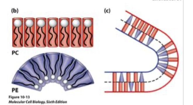 <p>small head group - cone-shaped - induces membrane bending </p>