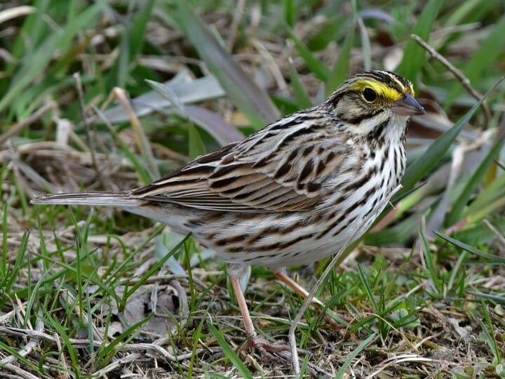 <p>savannah sparrow</p><p>white breast w/ heavy streaking <br>yellow lores <br>pink bill </p>
