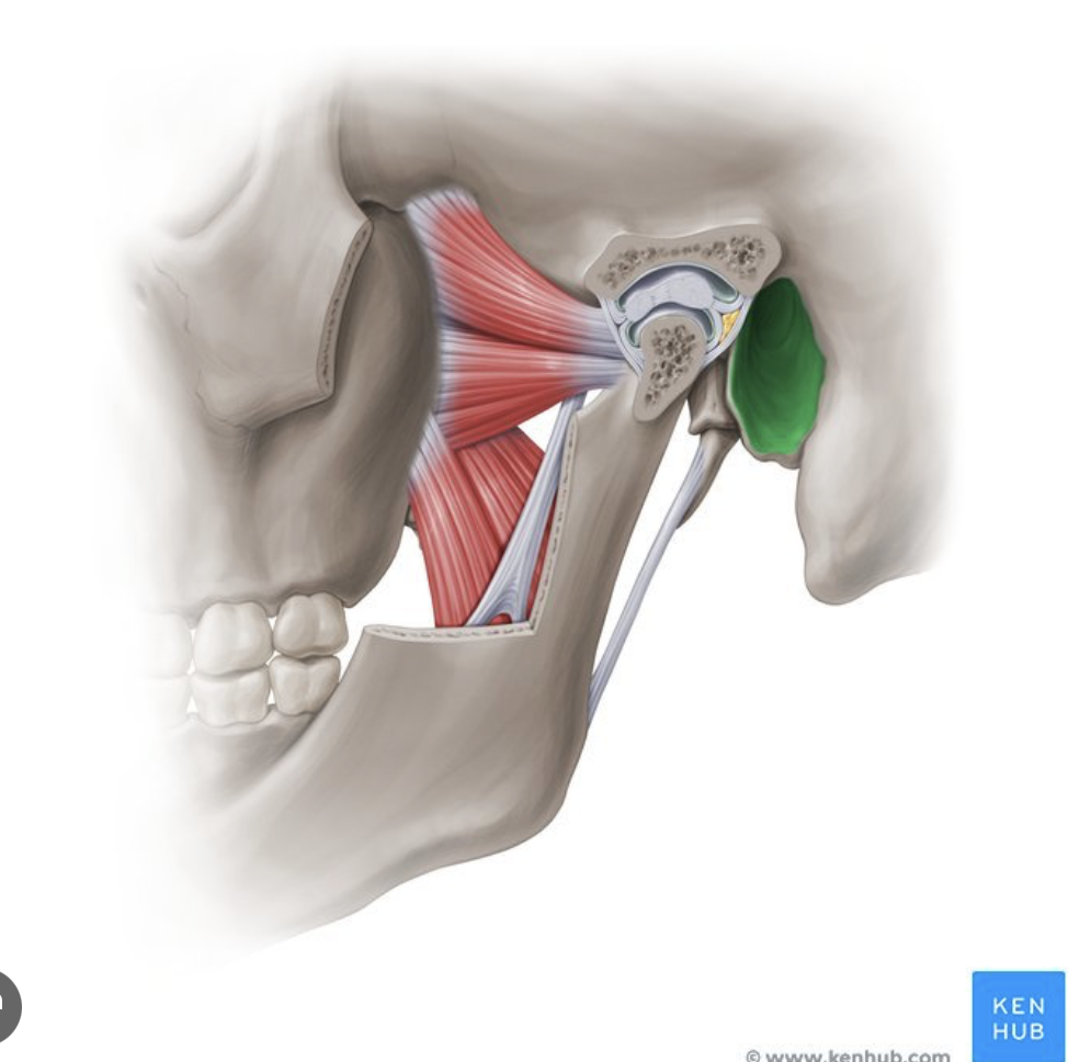 <p>external ear canal, carries sound to ear</p>