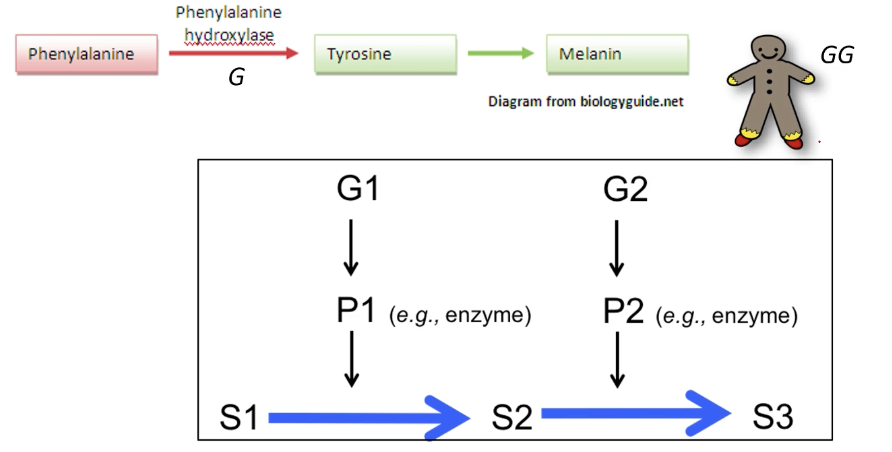 <p>No,genes do not act alone. Phenotypes can be products of multiple genes interacting. They can be products of genes interacting sequentially in a biochemical pathway</p>