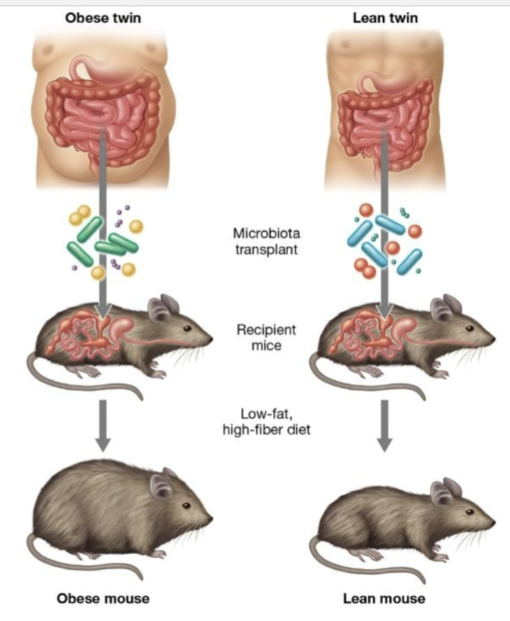 <ul><li><p>antibiotic therapy </p></li><li><p>strict dietary control</p></li><li><p>fecal transplants to humanize mouse microbiota</p></li><li><p>germ-free environment (gnotobiotic) </p></li><li><p>behavioral studies </p></li></ul><p></p>