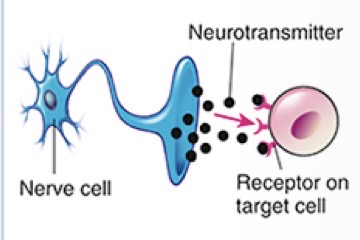 <p>Cell Signaling</p>