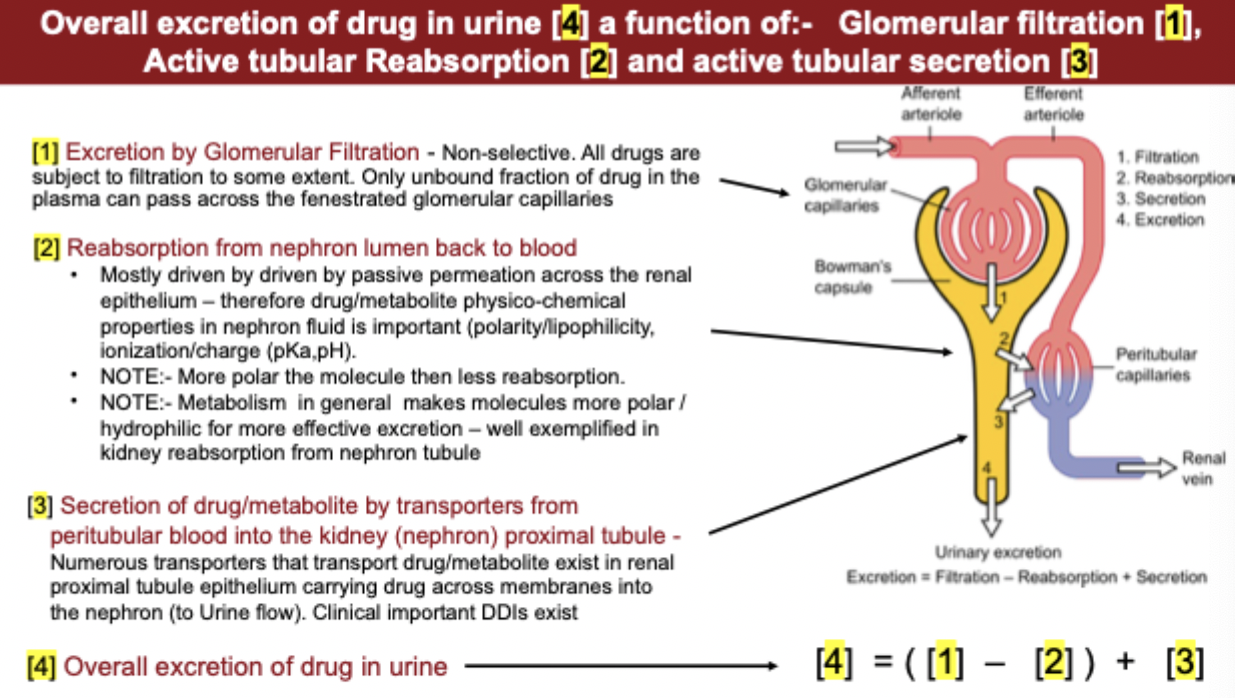 <p>what is the equation for the overall excretion of drug in urine</p>