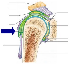 <p>tube like bursae; wraps around tendons that have a lot of friction</p>