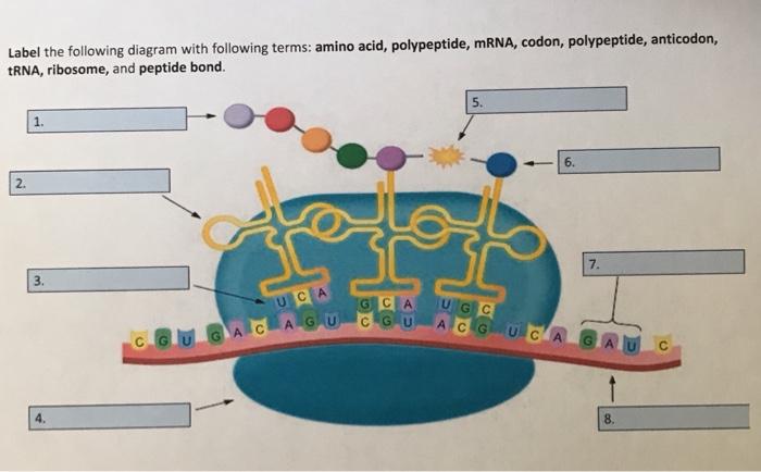<p>what is number one in this image and what does it look like</p>