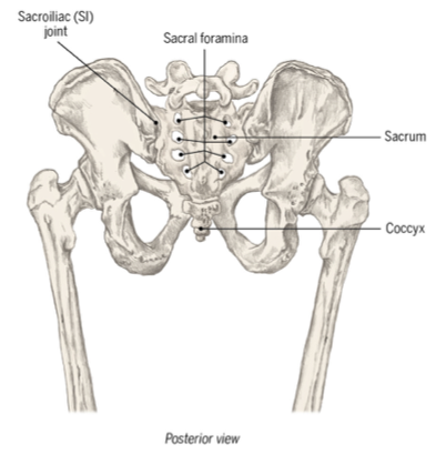 <p></p><ul><li><p>Forms posterior pelvic wall</p></li></ul><p></p><ul><li><p>Triangular bone</p></li><li><p>Beneath 5th lumbar vertebra</p></li></ul><p></p>