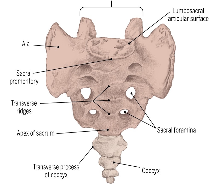 <ul><li><p><span>Triangle shaped&nbsp;</span></p></li><li><p><span>Located between 5th lumbar vertebrae and coccyx</span></p></li><li><p><span>Five sacral vertebrae</span></p></li></ul><p></p>
