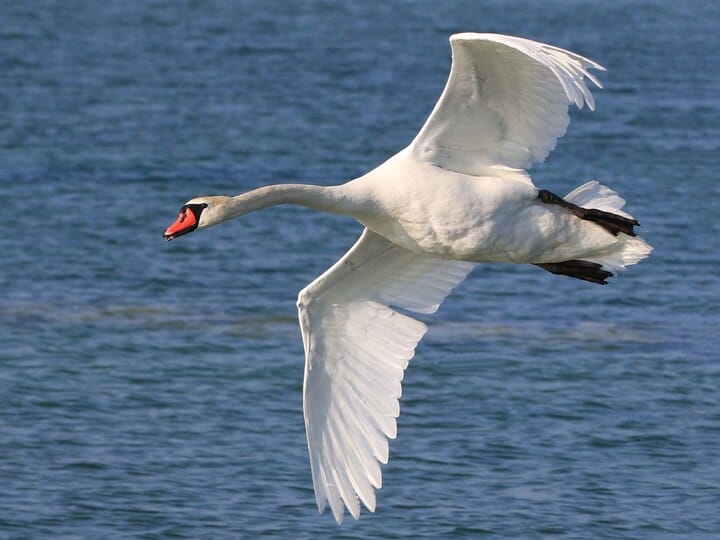 <p>Mute Swan</p>