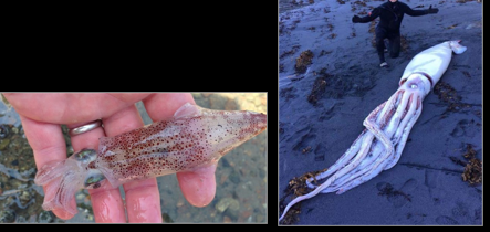<p>What phylum, class, subclass, and order are these?</p>