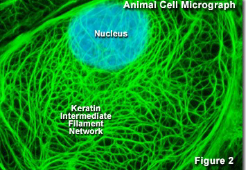 <p>What two microscopy stains are used to generate this image?</p>