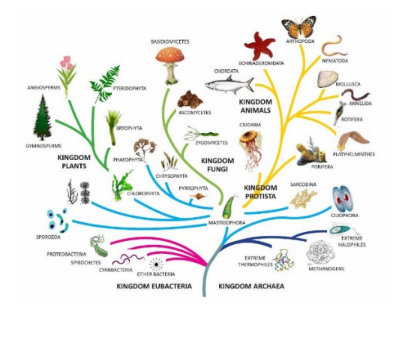 <p>Identify the diagrams illustrated below and describe how it describes the kingdoms of life.</p>