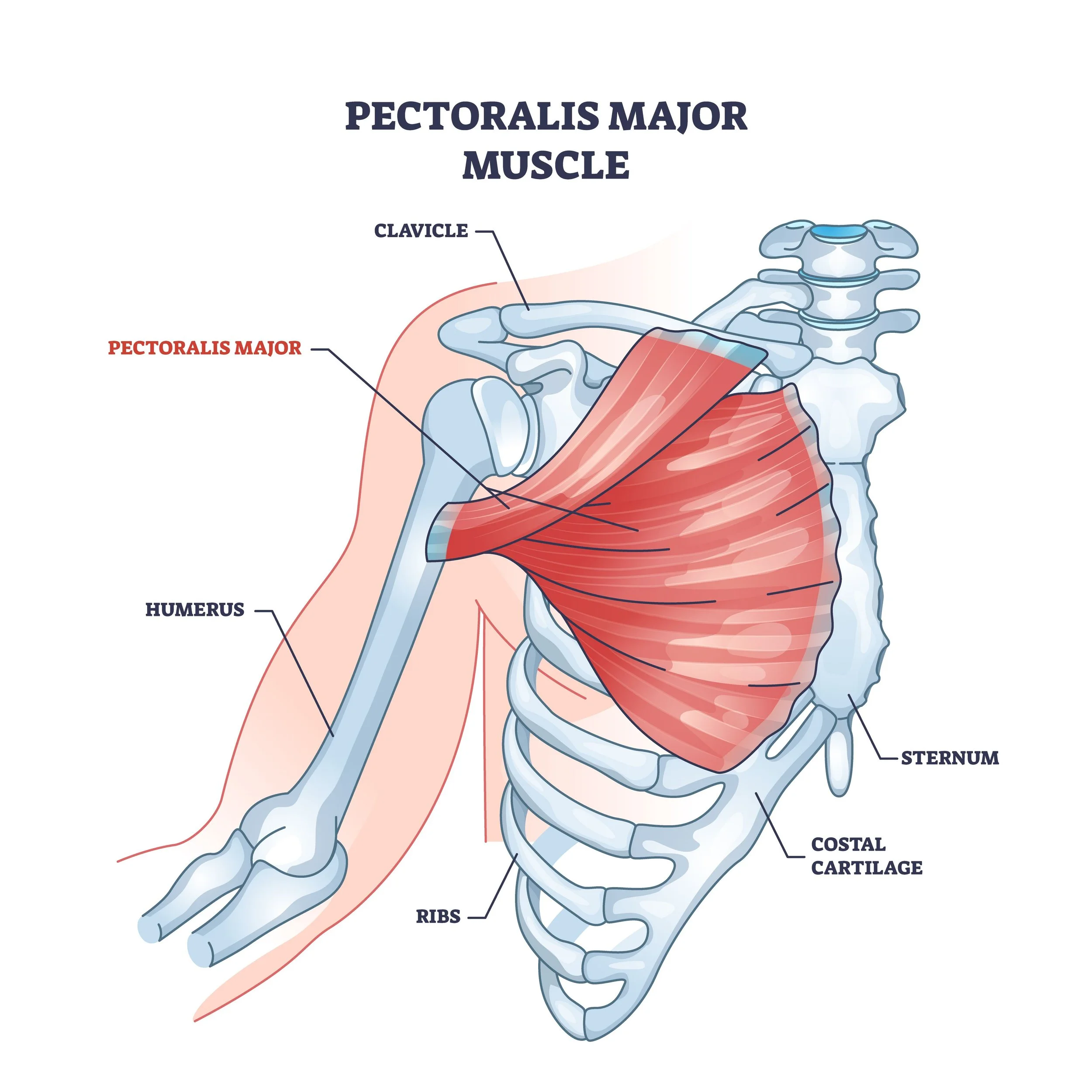<p>pectoralis major origin</p>