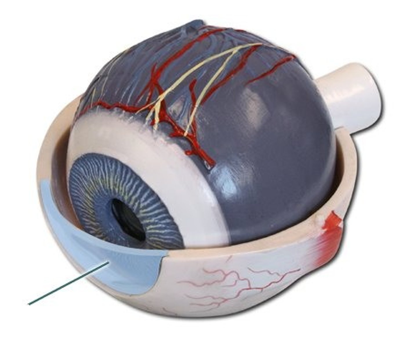 <p>Name this structure of the eyeball.</p>