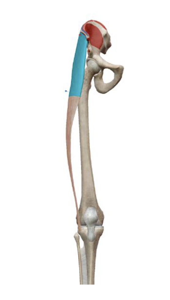 <p>What is the muscle name, its origin, its insertion, its action, and its innervation?</p>