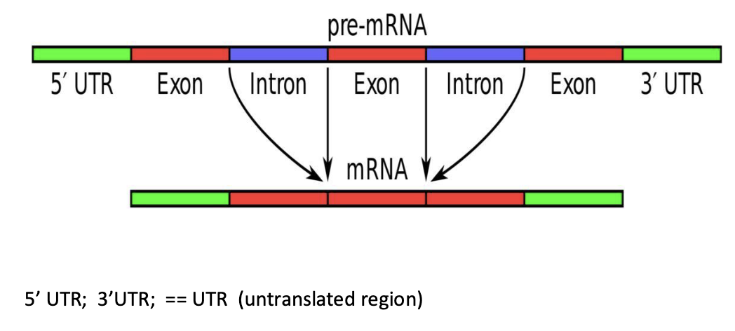 <ul><li><p>Eukaryotic genes often contain <strong><em>introns</em></strong> (non-coding regions) (and hence can be extremely large >10 Kb)</p></li><li><p>Introns must be processed and removed before mRNA can be translated</p></li></ul><p></p>