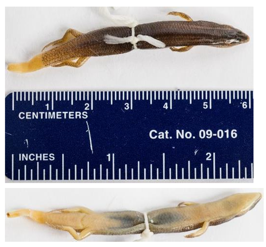 <p>Mole Skink order & suborder</p>