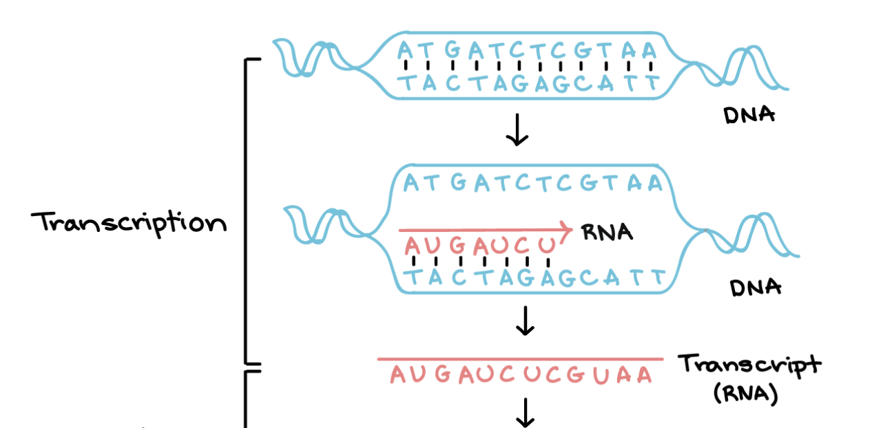 <ol><li><p><strong>initiation: </strong>RNA polymerase binds to a sequence of a DNA gene called the promoter and separates the two strands</p></li><li><p><strong>elongation: </strong>one strand is the template (noncoding, antisense) and the other is non-template (coding). the RNA polymerase synthesizes a new RNA strand (5’ → 3’) using the template which is the same as non-template but with uracil</p></li><li><p><strong>termination</strong>, we have a new mRNA and DNA is put back to normal</p></li></ol><p></p>