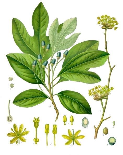 term image