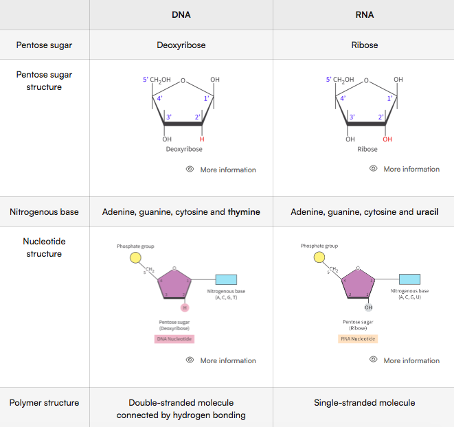 <p>DNA</p><ul><li><p>double helix</p></li><li><p>the permanent genetic code</p></li></ul><p></p><p>RNA</p><ul><li><p>variety of shapes depending on the type of RNA</p></li><li><p>does not contain a permanent genetic code except in RNA viruses</p></li></ul><p></p>