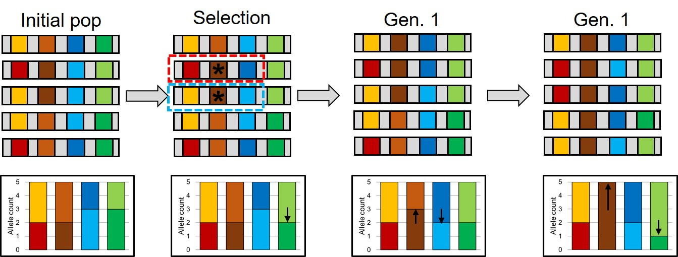 <p>occurs from from standing genetic variation (an allele was already floating around in the population) or multiple independent mutations at the exact same site (same mutation pops up independently in different individuals around the same time). Retains genetic varaition around the locus. </p>