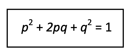 <p>p = frequency of the dominant allele</p><p>q = frequency of the recessive allele </p><p>p + q = 1</p><p>p2 = frequency of homozygous dominant (AA)</p><p>2pq = frequency of heterozygote (Aa)</p><p>q2 = frequency of homozygous recessive (aa)</p>