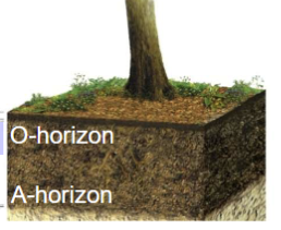 <p><strong>A-horizon:</strong></p><p>• Mineral matter mixed with <strong>humus</strong> (partially decomposed organic matter)</p><p>• Dark color</p><p>• High biological activity</p><p>• <strong>Also called topsoil</strong></p>