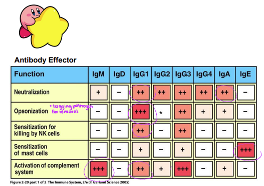 <p>What is the main function of IgEs?</p><p>a) neutralization</p><p>b) opsonization</p><p>c) sensitization for killing by NK cells</p><p>d) sensitization of mast cells</p><p>e) activation of complement system</p>