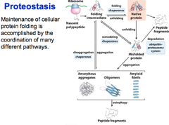 <p>The maintenance of a cellular steady-state collection of proteins that are required for cell functions under a given set of conditions.</p>