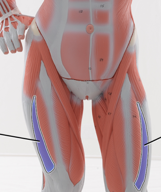 <p>name the highlighted structure, function</p>