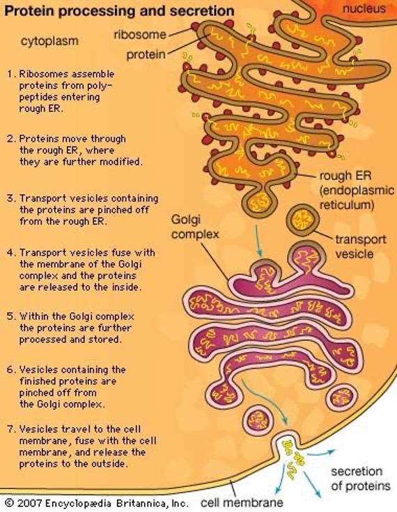 <ul><li><p>Folds proteins or adds suagrs for cell recognition. Also secretion.</p></li><li><p>Forms lysosomes (sacs filled with digestive enzymes)</p></li></ul><p></p>