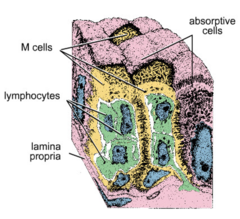 <p>they sample the remaining chyme via endocytosis and activate the immune response (if needed) via stimulating the release of IgA in the lumen</p>