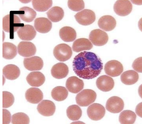 <p>What type of cell is this?</p>