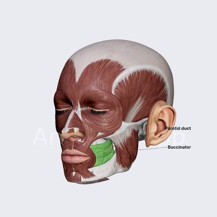 <p>Function: pulls cheeks in; produces sucking movements</p>