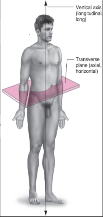 <p>Runs top to bottom (superior <span data-name="left_right_arrow" data-type="emoji">↔</span> inferior) and is perpendicular (90°) to the transverse plane.</p><p>Movements: Internal and external rotation.</p>