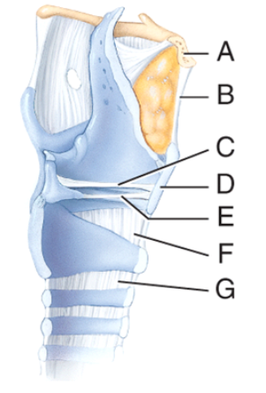 <p>Which structure in the figure is the hyoid bone?</p><p>a) A </p><p>b) B </p><p>c) D </p><p>d) F </p><p>e) G</p>