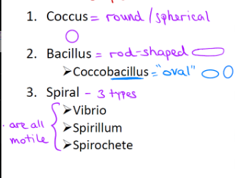 <ul><li><p><strong>Coccus</strong> = round/spherical</p></li><li><p><strong>Bacillus</strong> = rod-shaped (coccobacillus = "oval" shaped)</p></li><li><p><strong>Spiral</strong> = 3 types (vibrio, spirillum, spirochete)</p></li></ul><p></p>